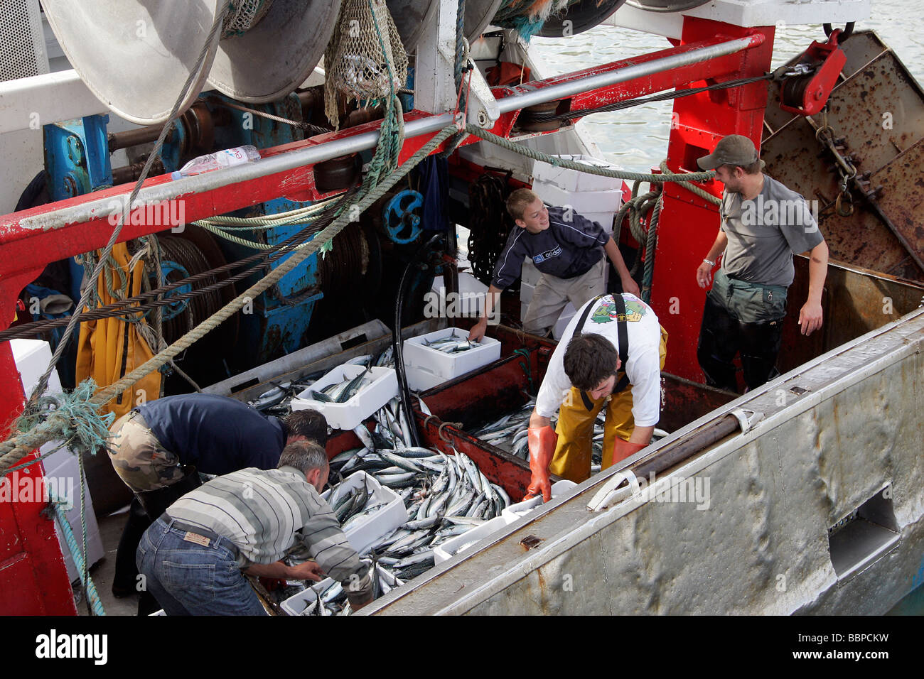 ANKUNFT DER FISCH (MAKRELE) IN DER FISCHEREI HAFEN VON TROUVILLE-SUR-MER, CALVADOS (14), NORMANDIE, FRANKREICH Stockfoto