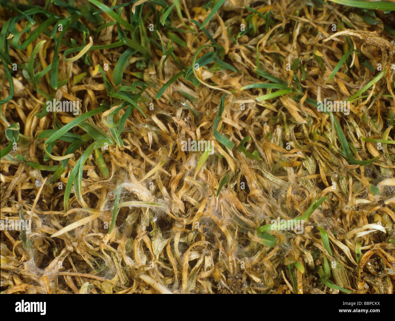 Blattflecken Ascochyta Hordeicola Myzel und Schäden am Rasen Rasen Stockfoto