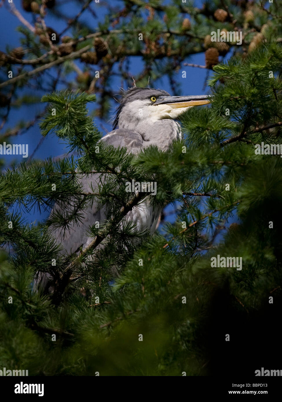 Juvinile Reiher im Nest in Chorlton Ees Heronry, in den Mersey Valley Country Park Stockfoto