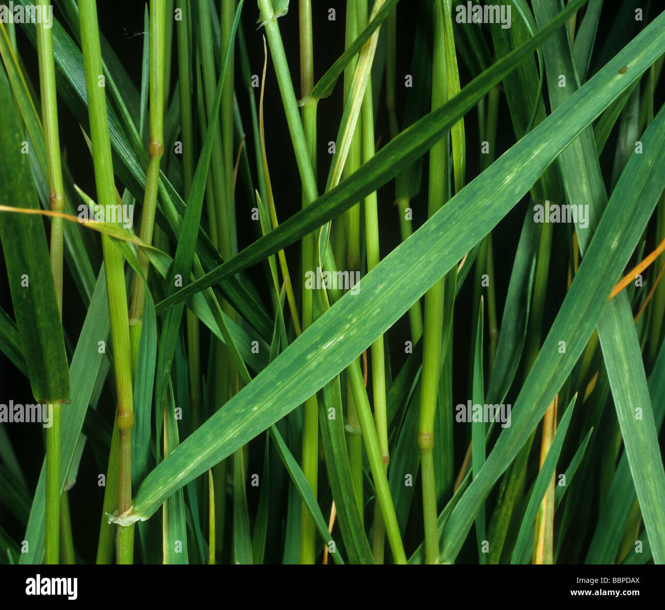 Weidelgras Mosaik Virussymptome auf Weidelgras Lolium sp verlässt Stockfoto