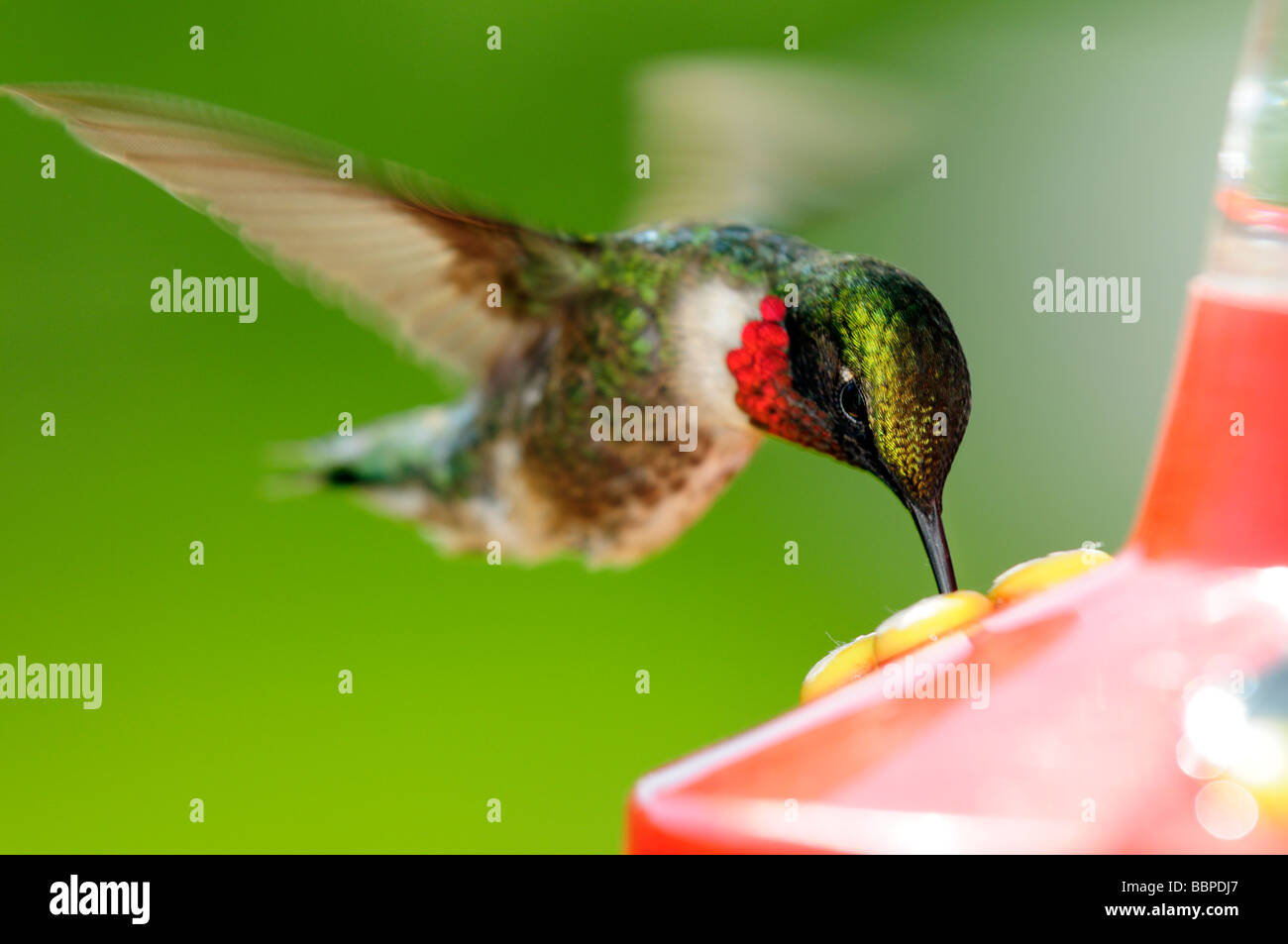 Männliche Ruby-throated Kolibri (Archilochos Colubris), Fütterung in ein Garten-Vogelhaus Stockfoto