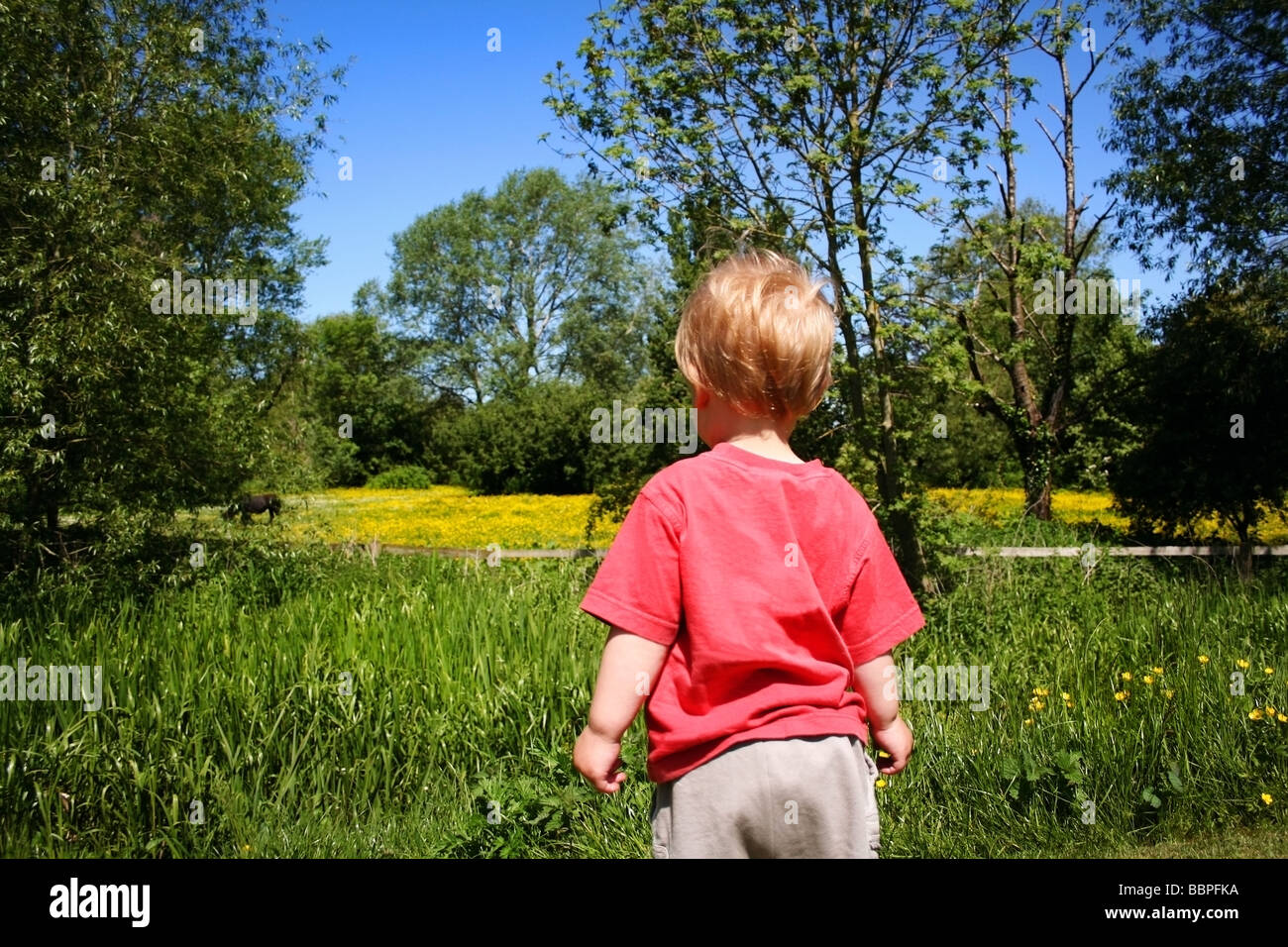 junge Blick über Feld auf Blumen und Pferd Stockfoto