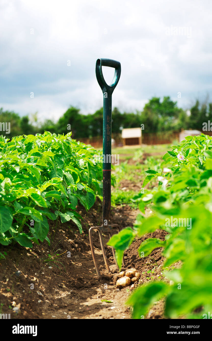 Garten-Gabel mit frisch ausgegrabenen Bio-Kartoffeln Stockfoto