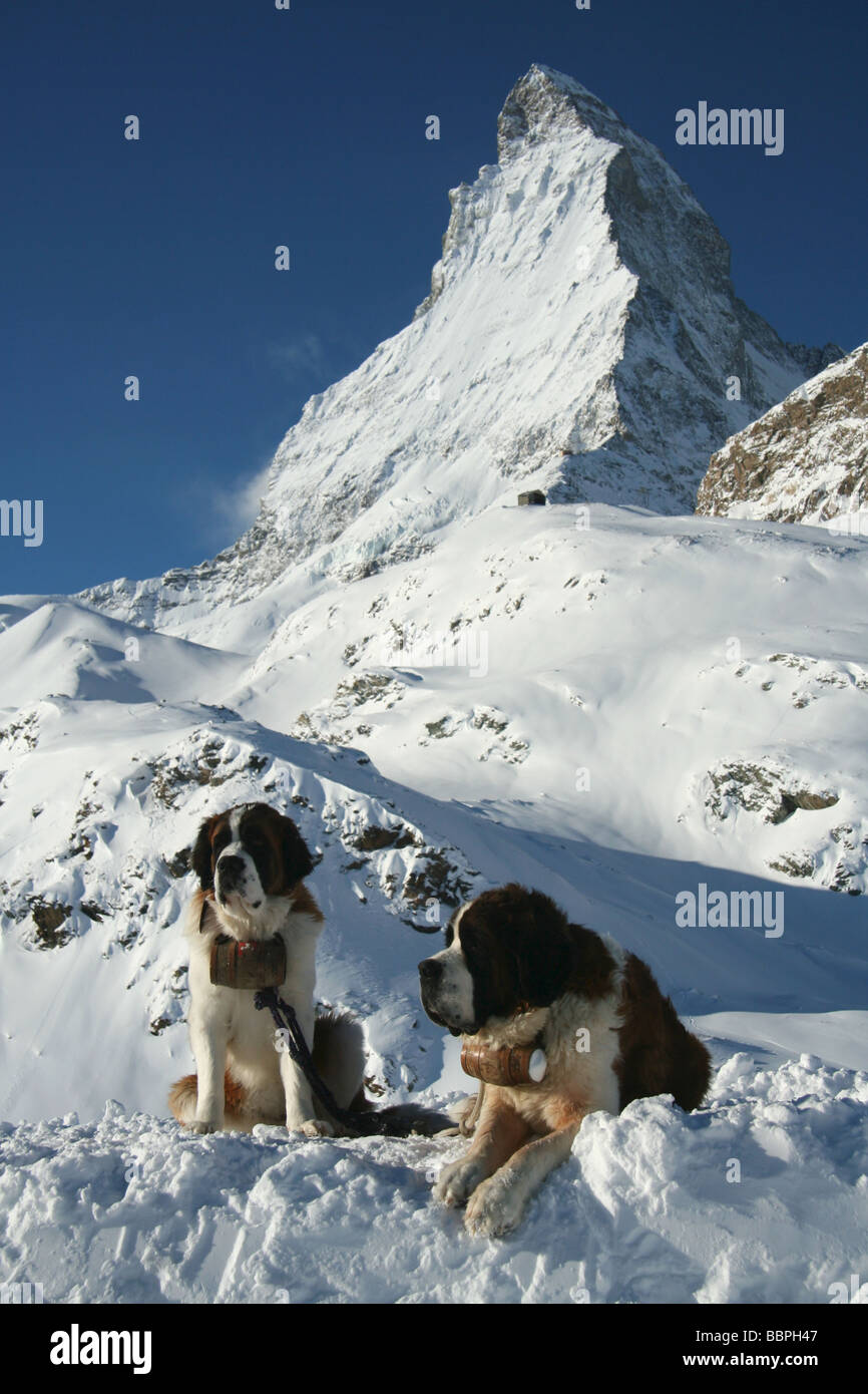 Bernhardiner Hunde und das Matterhorn, Zermatt, Schweiz Stockfotografie -  Alamy