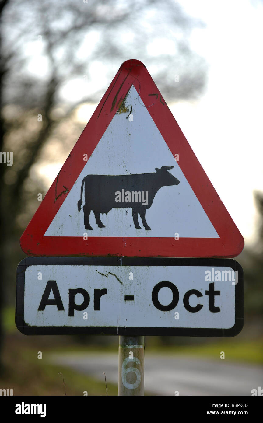 Warnung Roadsign für Rinder Kühe und Vieh zwischen den Monaten April bis Oktober auf einer ländlichen Landstraße in Großbritannien Stockfoto