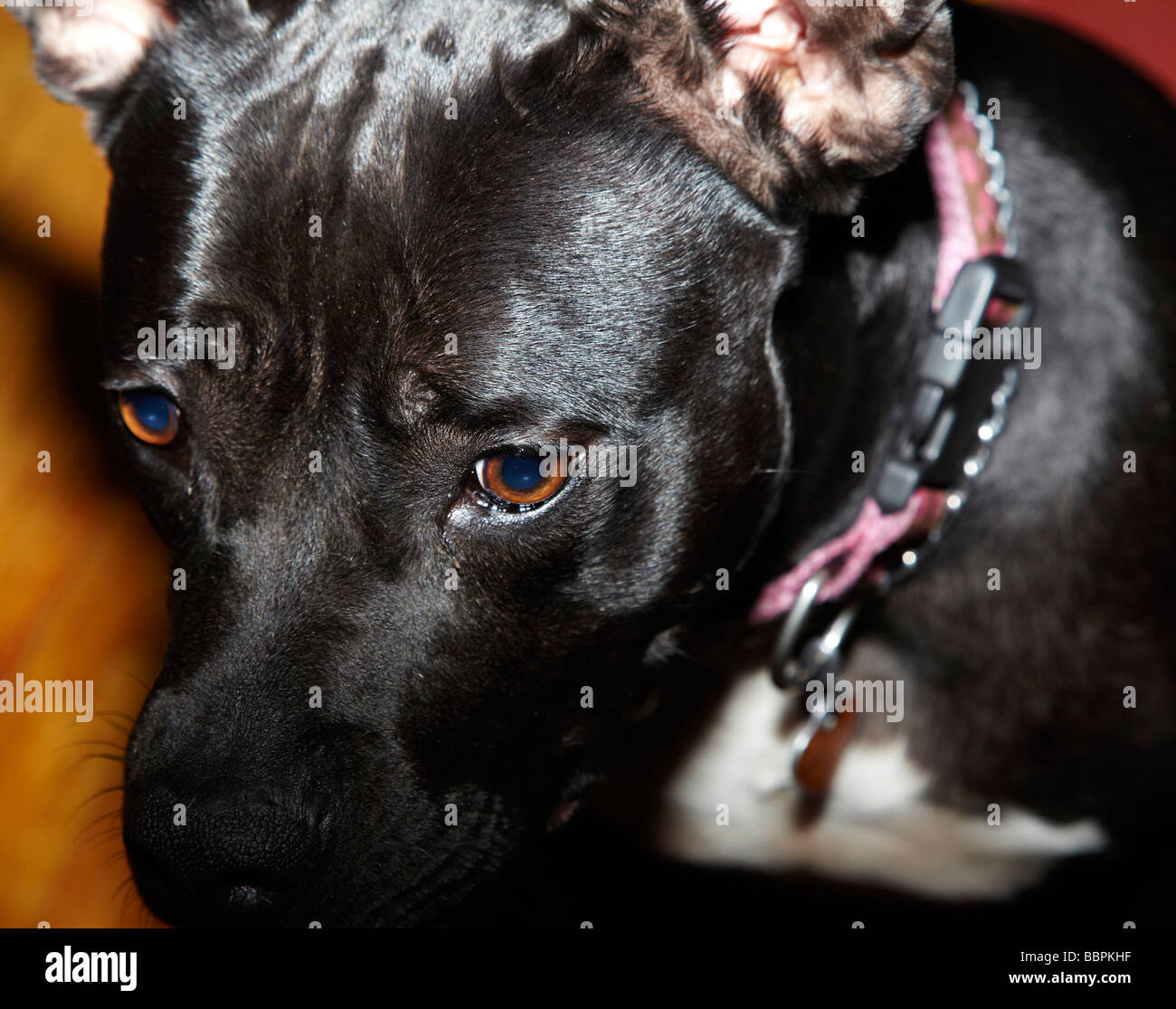 schwarzer Hund, Pit Bull Hund Stockfoto