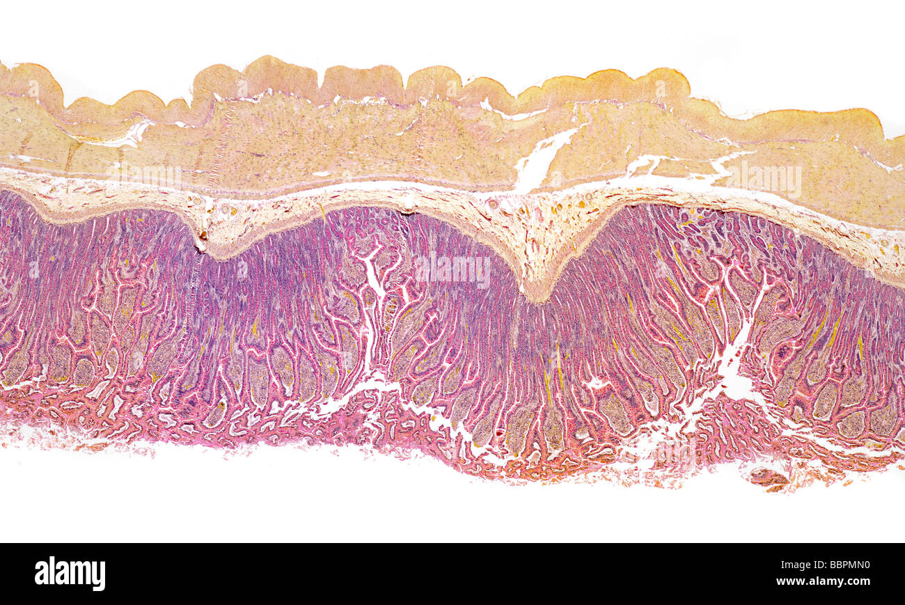 Säugetier Darm Hellfeld Mikrophotographie Stockfoto