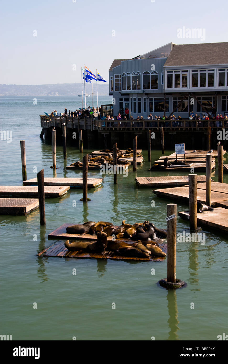 San Francisco Seelöwen und Touristen am Pier 39 Foto 14 casanf78149 Foto Copyright Lee Foster Stockfoto