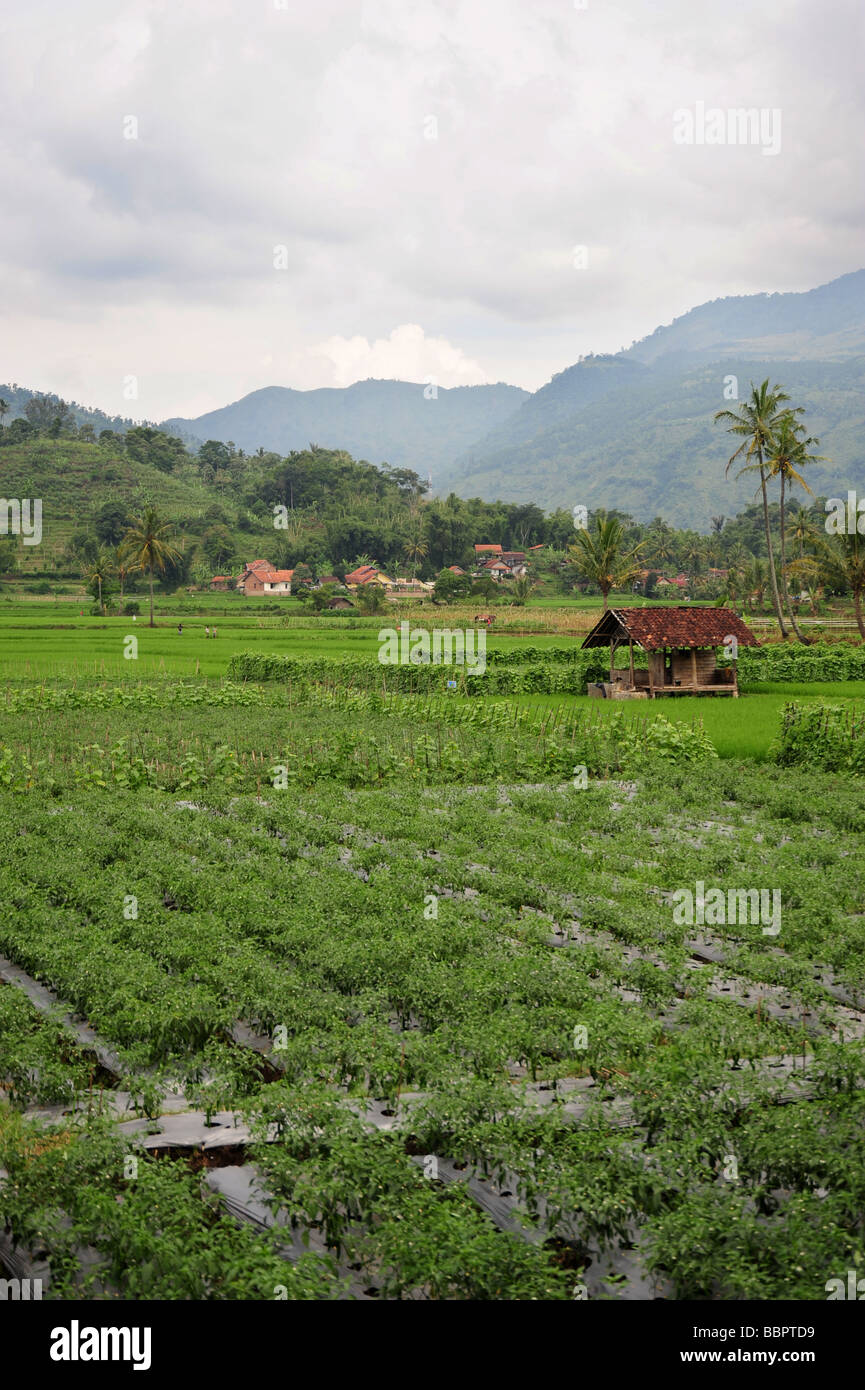 Indonesische Reis Plantage mitten in den Bergen Stockfoto