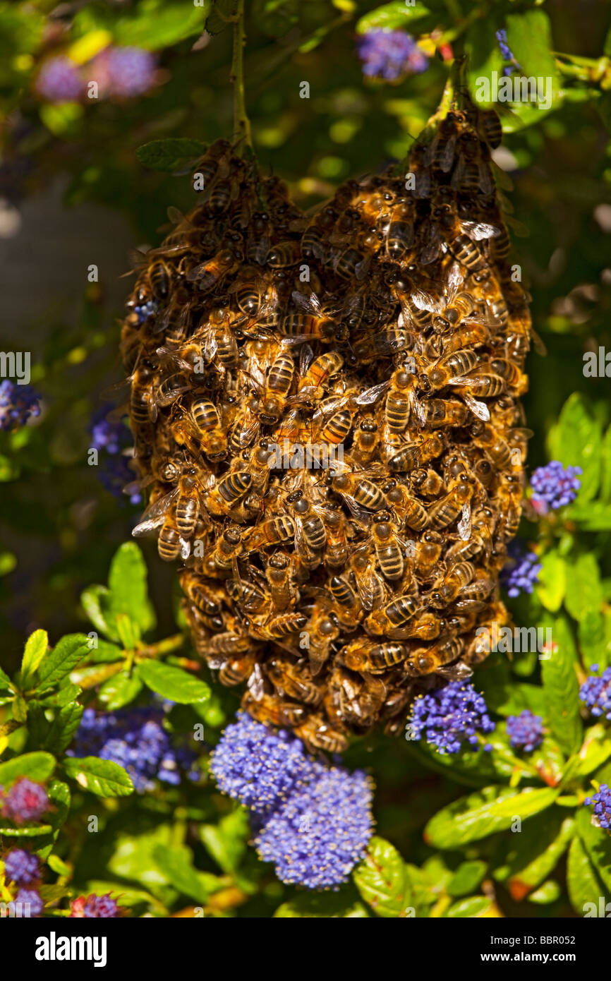 Ein Schwarm von Bienen gesammelt auf einem Ast Stockfoto