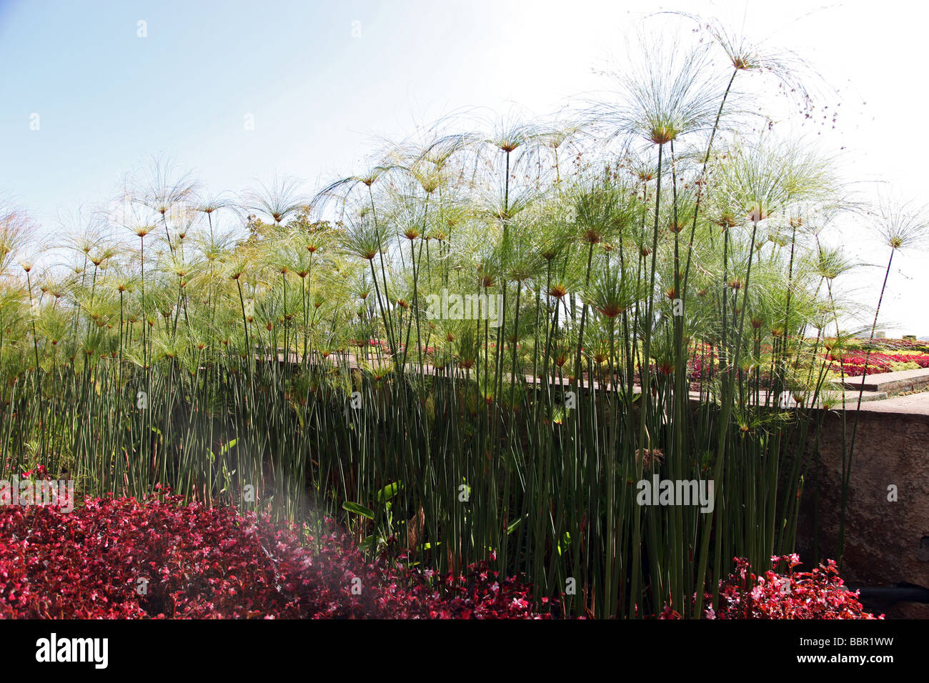 Papyrus wächst in der Botanic Gardens Madeira Stockfoto