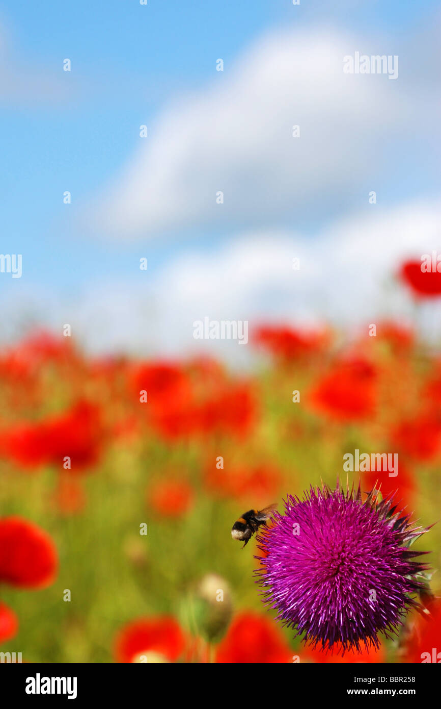 Hummel auf Distel im Mohnfeld Stockfoto