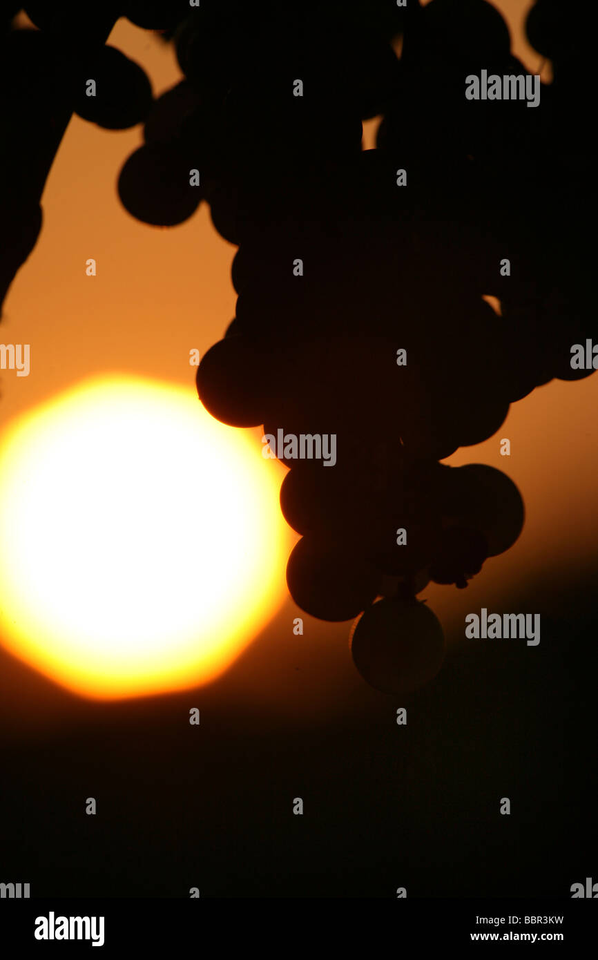 REIHE VON TRAUBEN AUS COGNAC UNTER DER SONNE: SORTE UGNI BLANC. (90 %), ODER FOLLE BLANCHE UND COLOMBARD, CHARENTE (16) Stockfoto