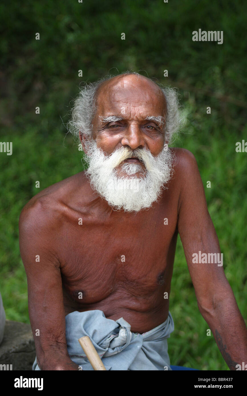 Sri Lanka Greis Stockfoto
