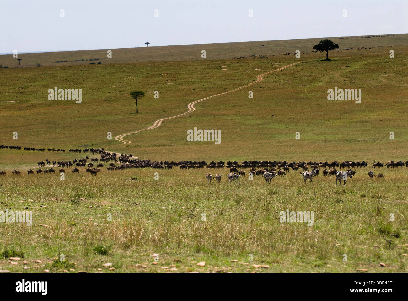 Migration von der blaue Gnus, Connochaetes Taurinus Albojubatus Masai Mara NATIONAL RESERVE Kenia in Ostafrika Stockfoto