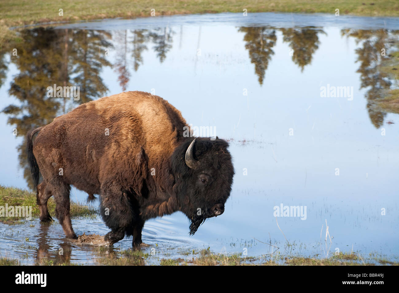 Bison an einem Teich (Bison Bison) Stockfoto