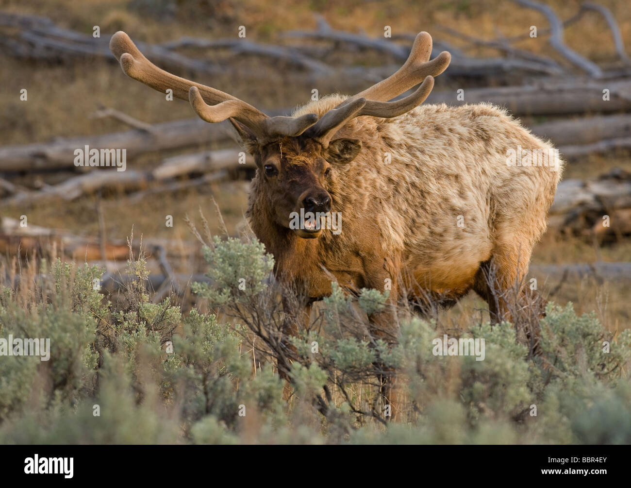 Rocky Mountain-Wapiti (Cervus Canadensis Nelsoni) Stockfoto