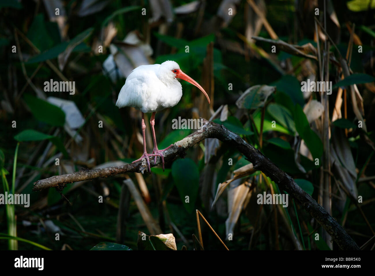 Ibis in Florida Everglades. Stockfoto