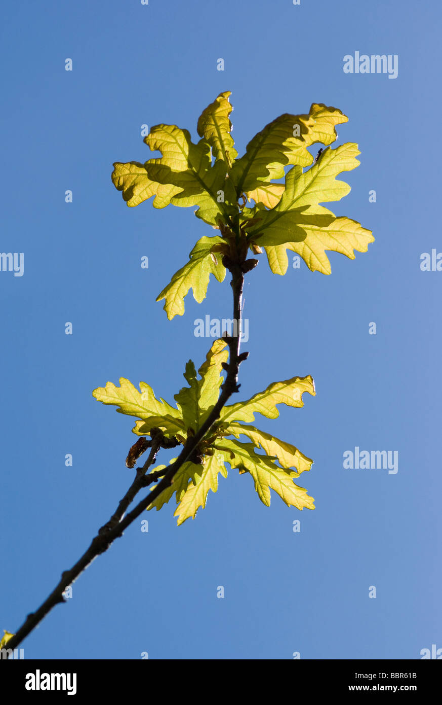 Eiche, Quercus SP., frische grüne Blätter wachsen im Frühjahr vor einem blauen Himmel in Dinnet Oakwood, Schottland. Stockfoto