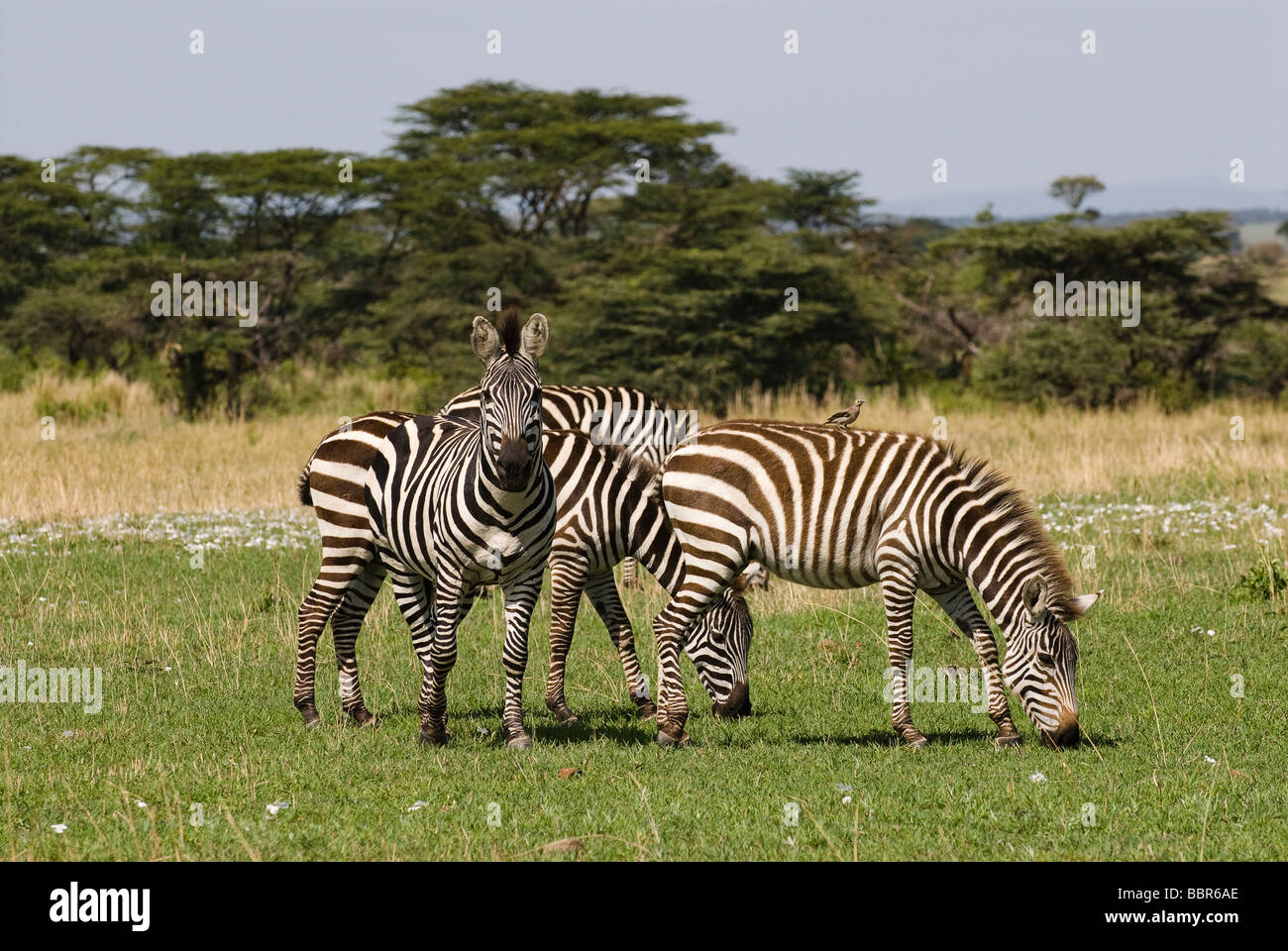 Herde von Ebenen Zebra Equus Quagga Equus Burchelli Masai Mara NATIONAL RESERVE Kenia in Ostafrika Stockfoto