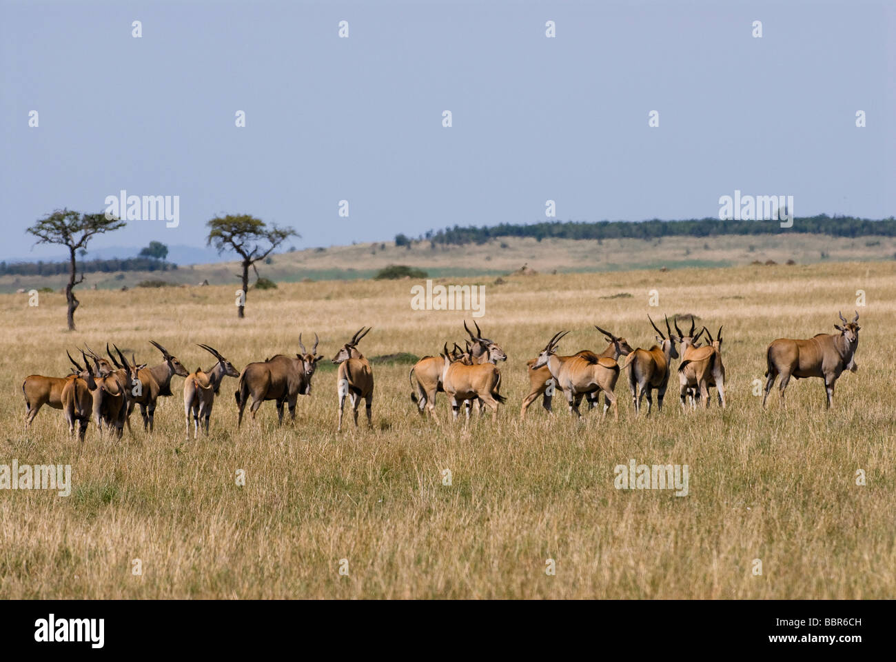 Gemeinsame Eland Tauro Oryx Masai Mara NATIONAL RESERVE Kenia in Ostafrika Stockfoto