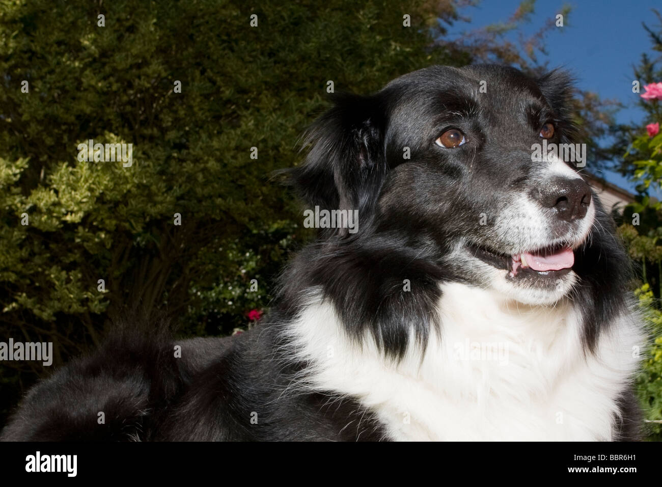 Ein Border-Collie Hund sonnen sich im Garten. Stockfoto