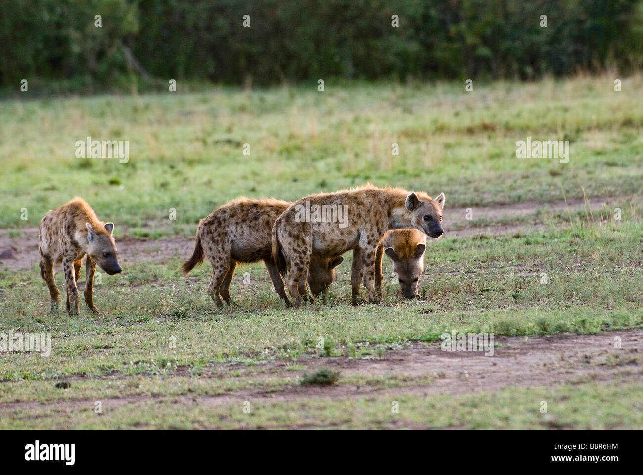 Gefleckte Hyäne Crocuta Crocuta Masai Mara NATIONAL RESERVE Kenia in Ostafrika Stockfoto