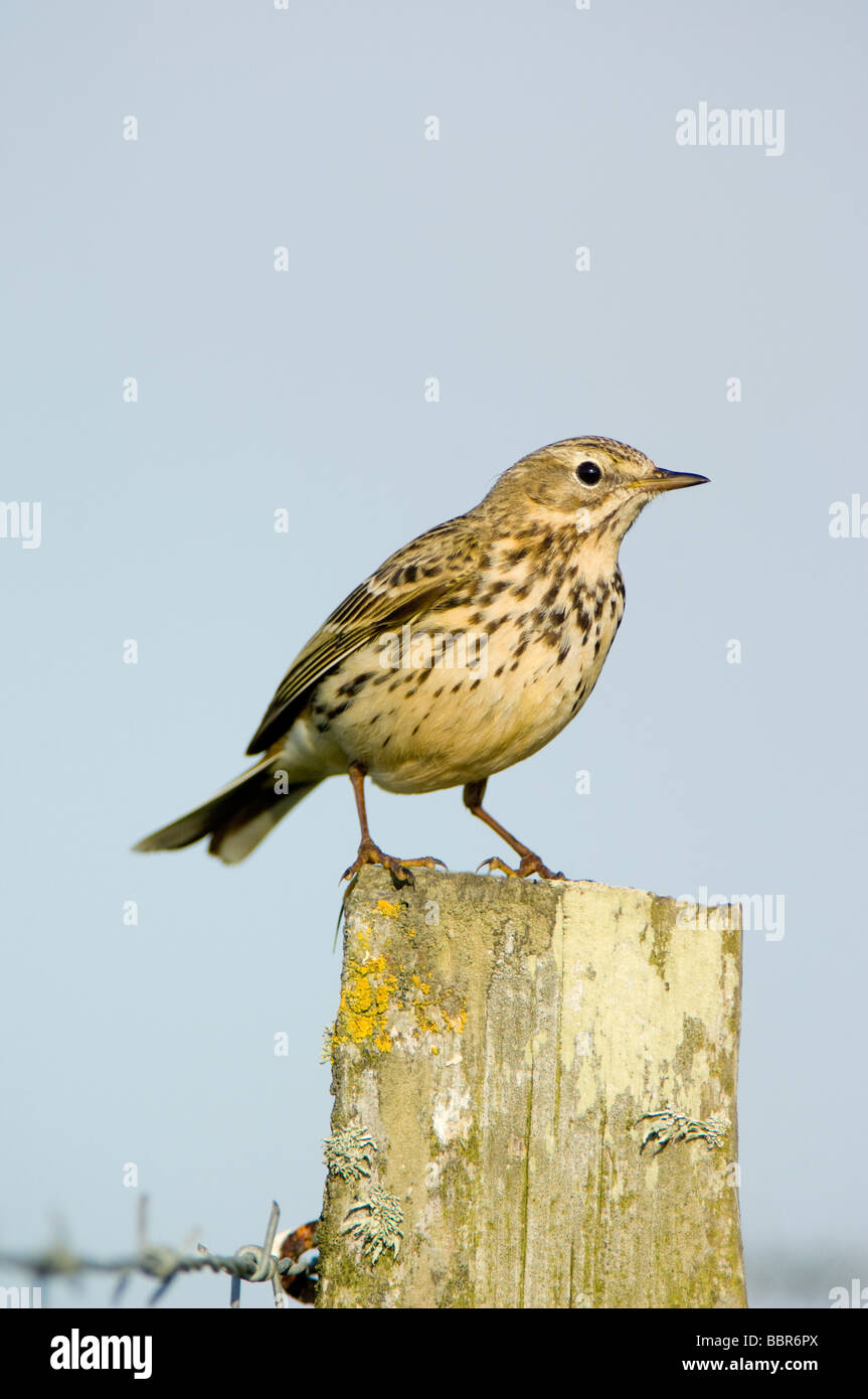 Wiese Pieper Anthus Pratensis thront auf einem Stacheldraht Zaunpfosten auf Ackerland vor blauem Himmel Stockfoto