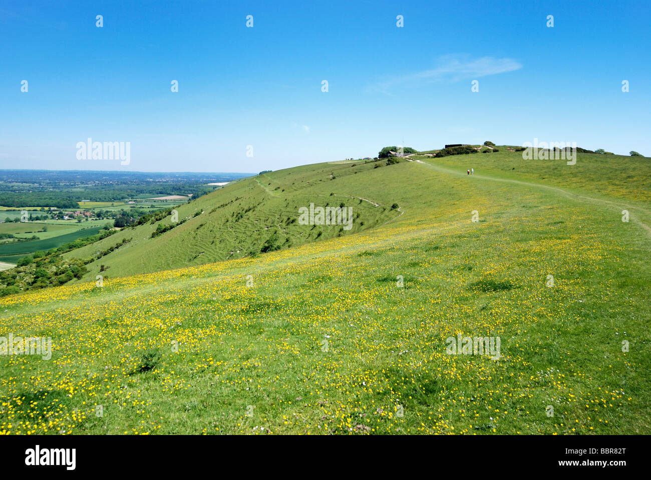 Gelbe Blumen auf der South Downs Way, Devils Dyke Stockfoto