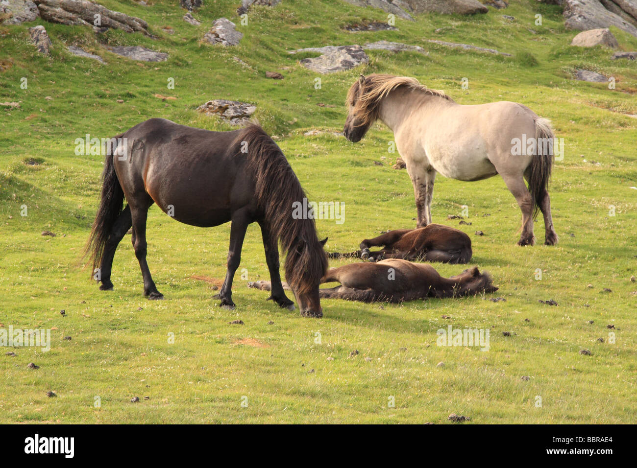 Dartmoor ponies im sommer fohlen Fotos und Bildmaterial in hoher