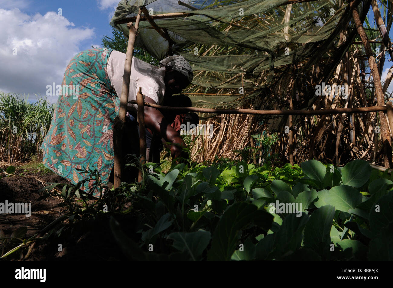 Ein landwirtschaftlicher Arbeitnehmer arbeiten in einer Farm Malawi Afrika Stockfoto