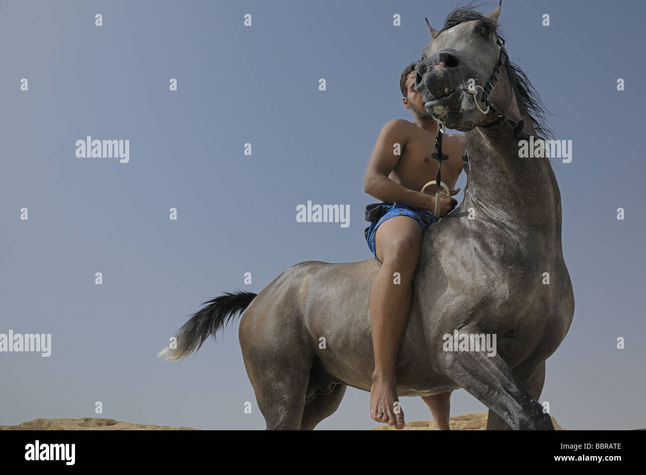 Das große Rennen-Pferd Stockfoto