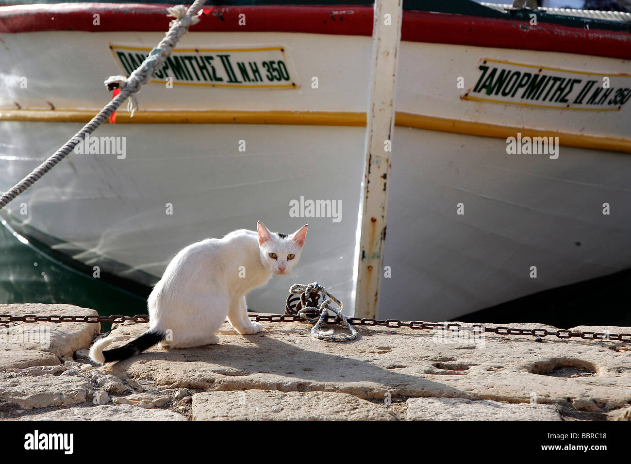 KATZEN AUF DEM KAI IM HAFEN, KRETA, GRIECHENLAND Stockfoto