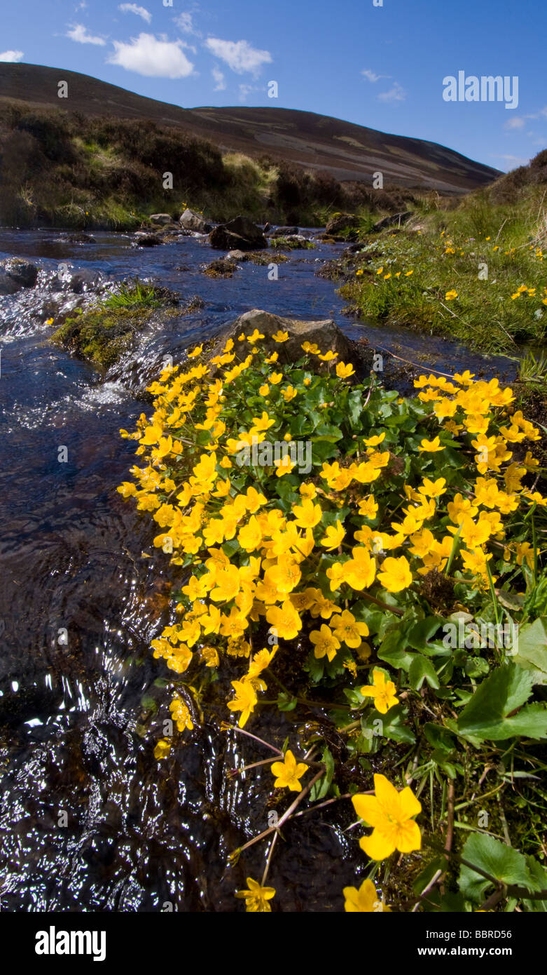 Sumpfdotterblumen, Caltha Palustris, wachsen von einem Gebirgsbach. Der Stream ist das Allt Glas Choille in Glen Gairn, Cairngorms. Stockfoto