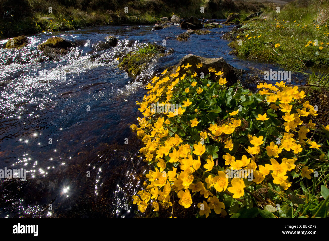 Sumpfdotterblumen, Caltha Palustris, wachsen von einem Gebirgsbach. Der Stream ist das Allt Glas Choille in Glen Gairn, Cairngorms. Stockfoto