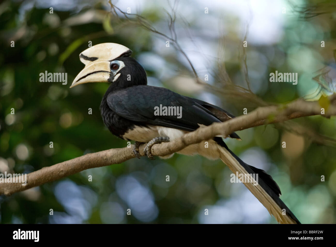 Das schöne und einen weißen Schnabel im malaysischen Regenwalds gesehen. Stockfoto