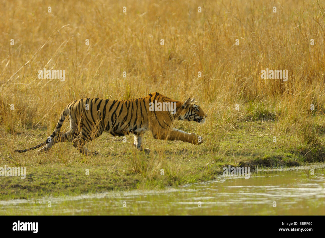 Stalking Tiger Stockfoto