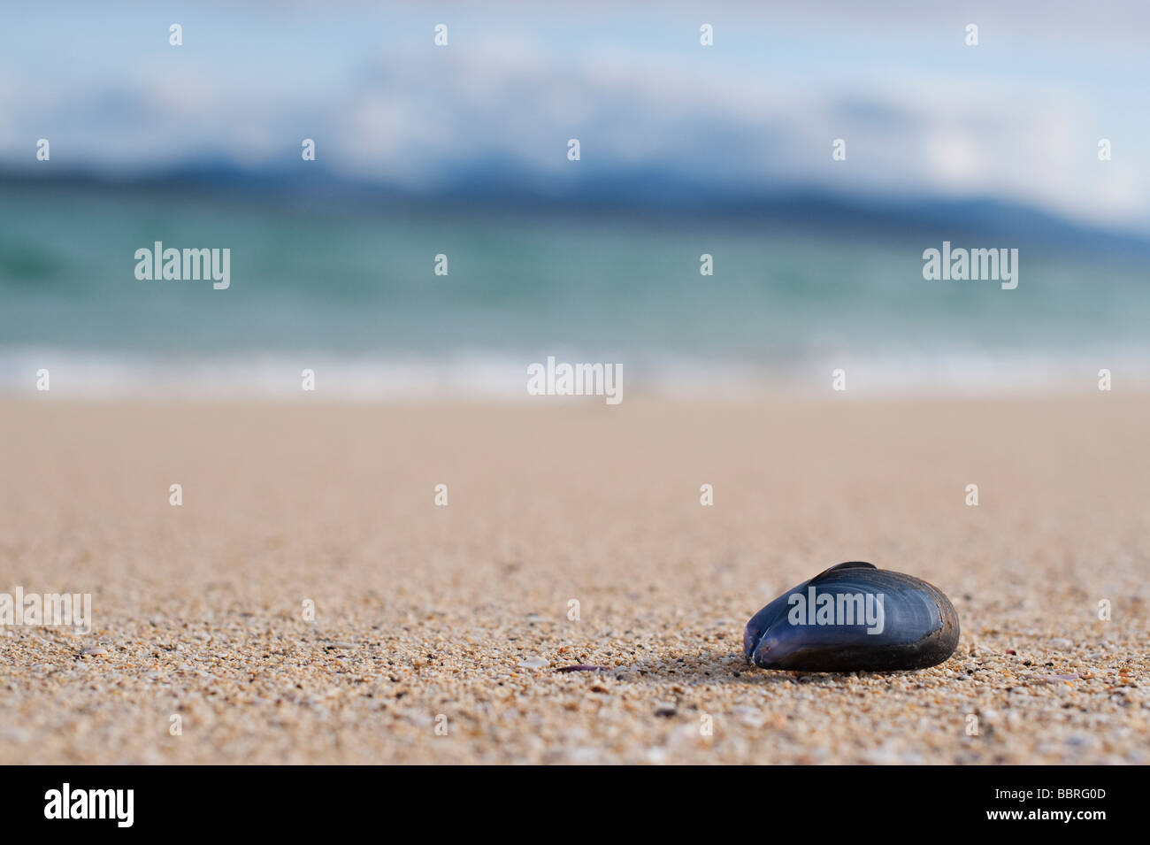 Muschel Seashell auf einem Strand, Isle of Harris, äußeren Hebriden, Schottland Stockfoto
