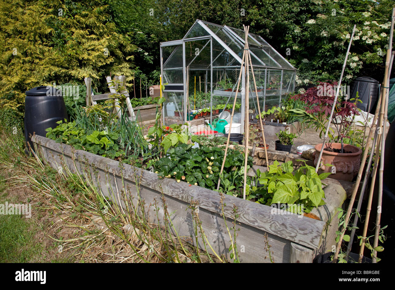 Produktive Gemüse Grundstück mit Hochbeet-Gewächshaus und Kompost bin Cotswolds UK Stockfoto