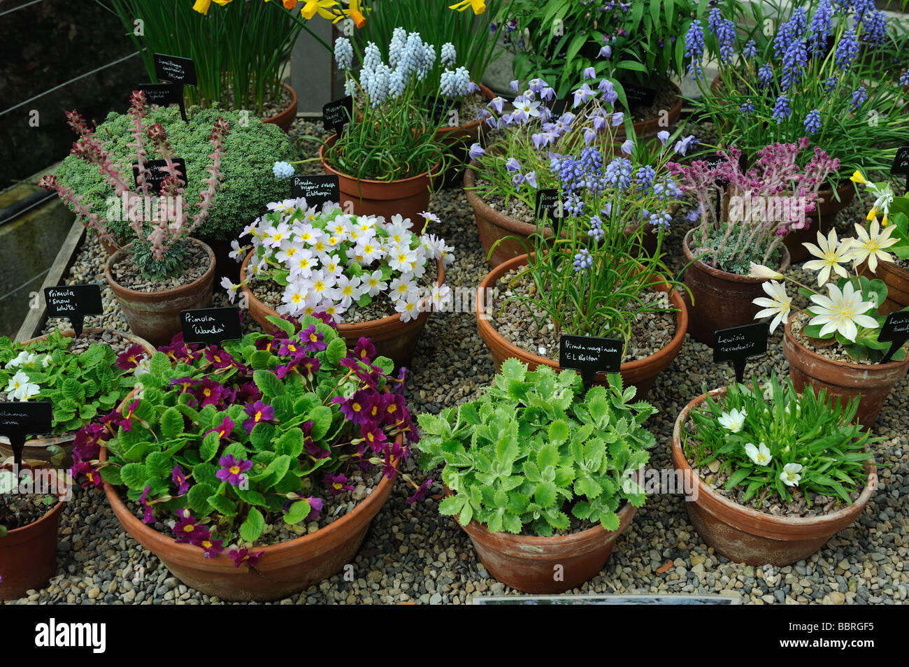 Eine Sammlung von Primula Pflanzensorten in Harlow Carr Gardens, Harrogate. Stockfoto