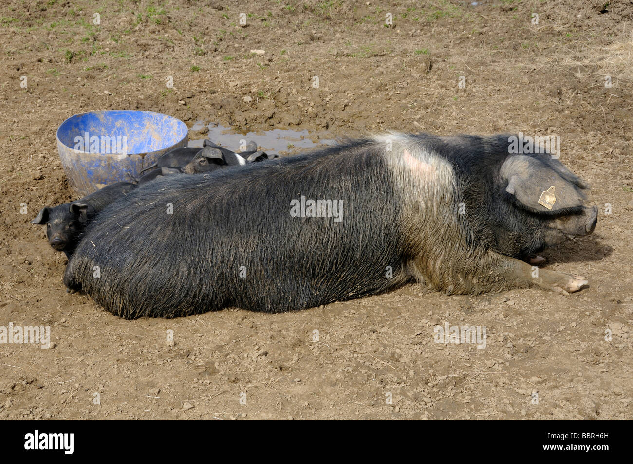 Stock Foto von einem Saddleback Schwein und ihre Ferkel Stockfoto