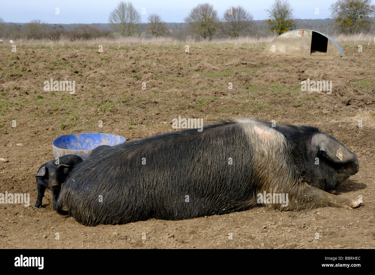 Stock Foto von einem Saddleback Schwein und ihre Ferkel Stockfoto