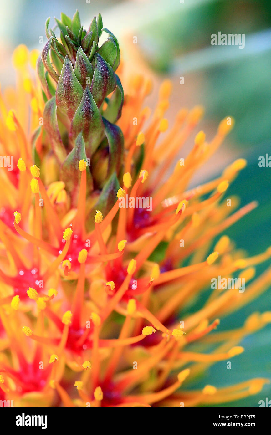 Daubenya marginata -Fotos und -Bildmaterial in hoher Auflösung – Alamy