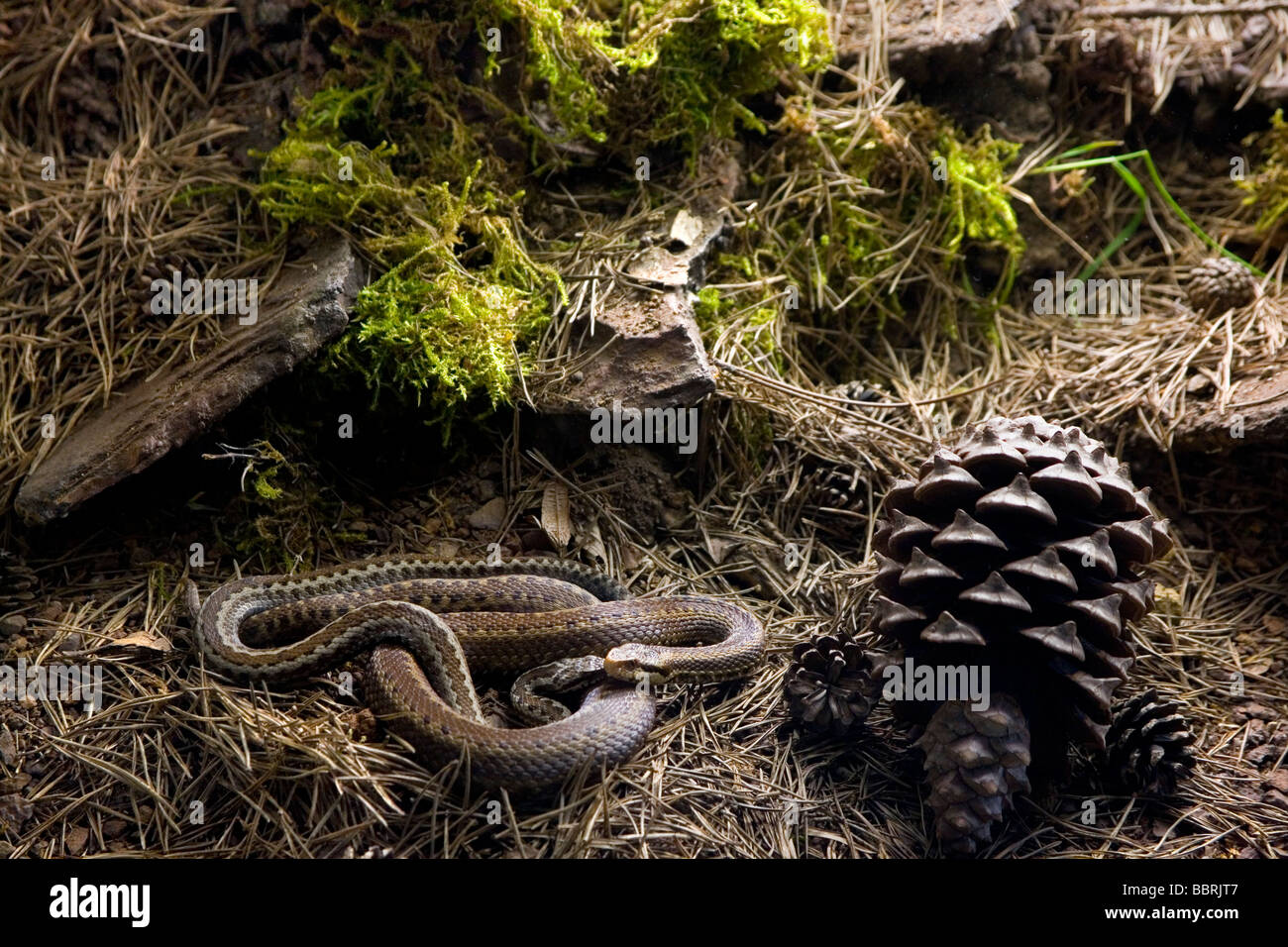 Baskian Viper, iberischen cross Addierer, portugiesische Viper (Vipera Seoanei) in einem Nadelbaum Waldboden Stockfoto