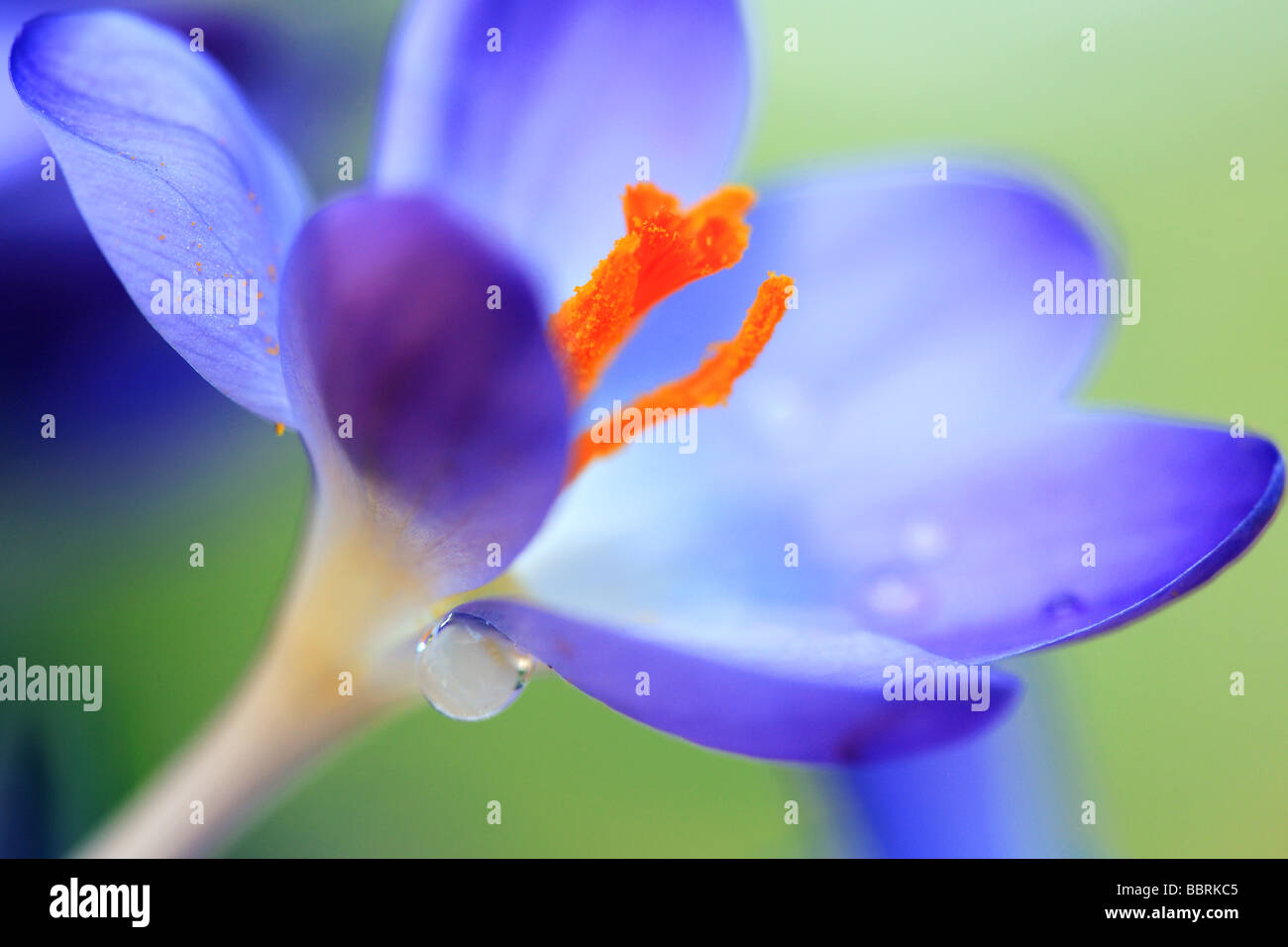 Blaue Blume Stockfotos und -bilder Kaufen - Alamy