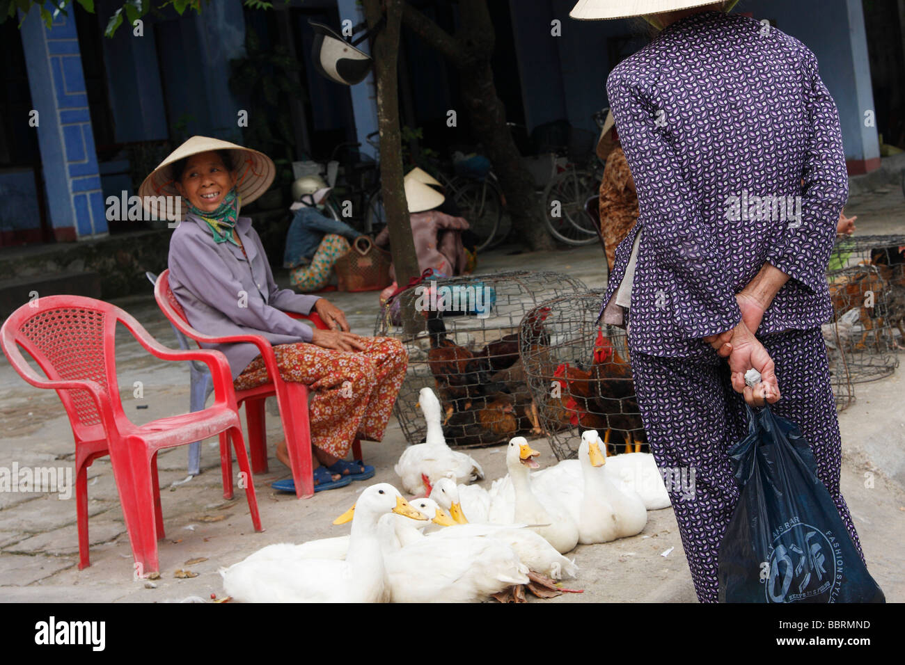 Vietnamesische Frau verkaufen live Enten auf Straßenpflaster, ' an ' Hoi an, Vietnam Stockfoto