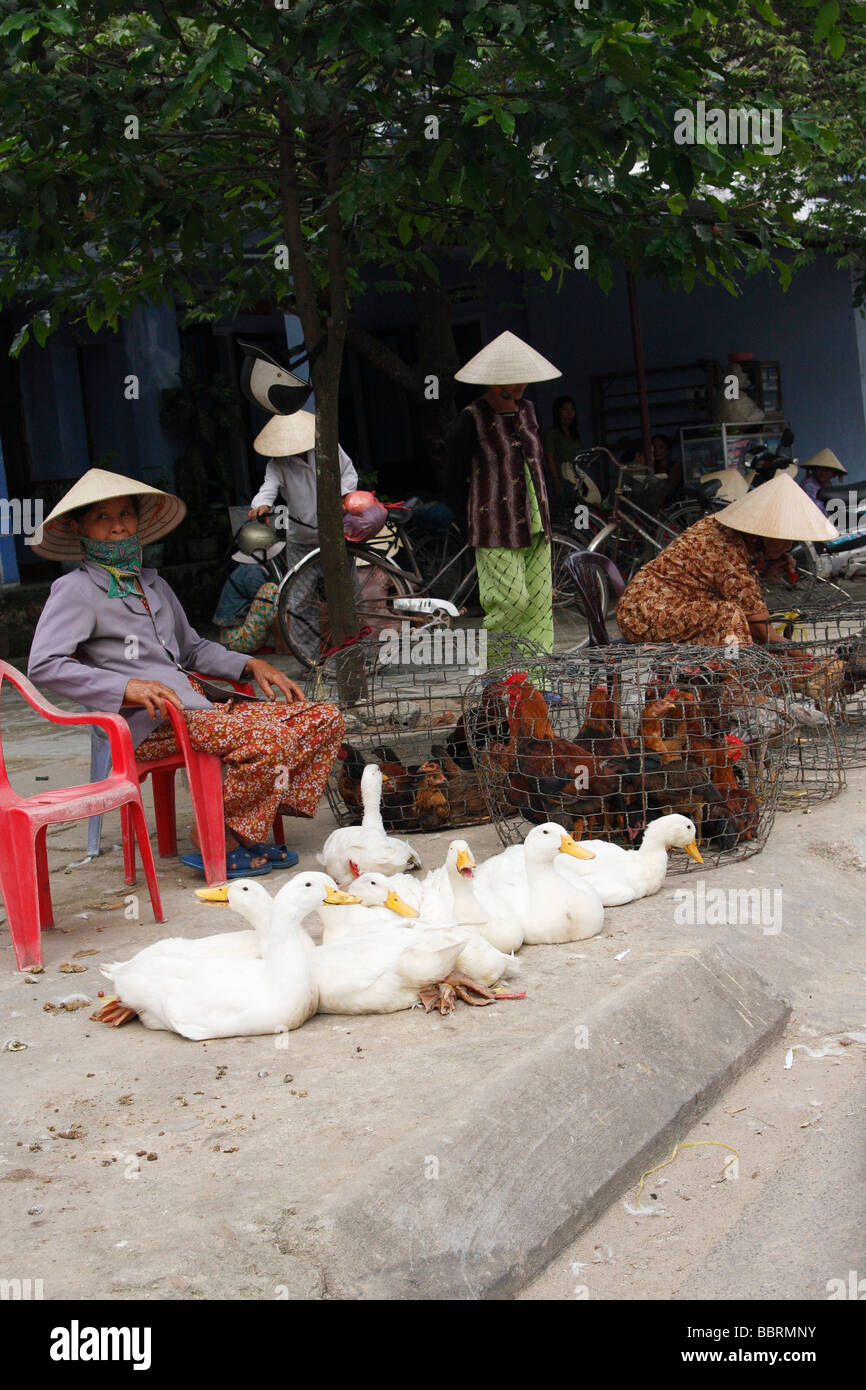 Lokalen vietnamesischen Frauen mit konischen hüten Verkauf live Enten auf Straßenpflaster, ' an ' Hoi an, Vietnam Stockfoto