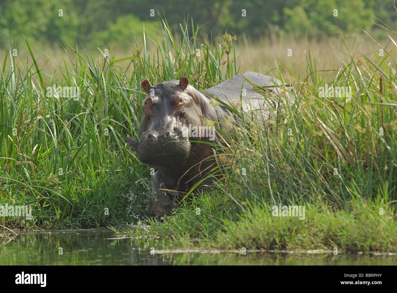 Nilpferd - Nilpferd Amphibienbus Stockfoto