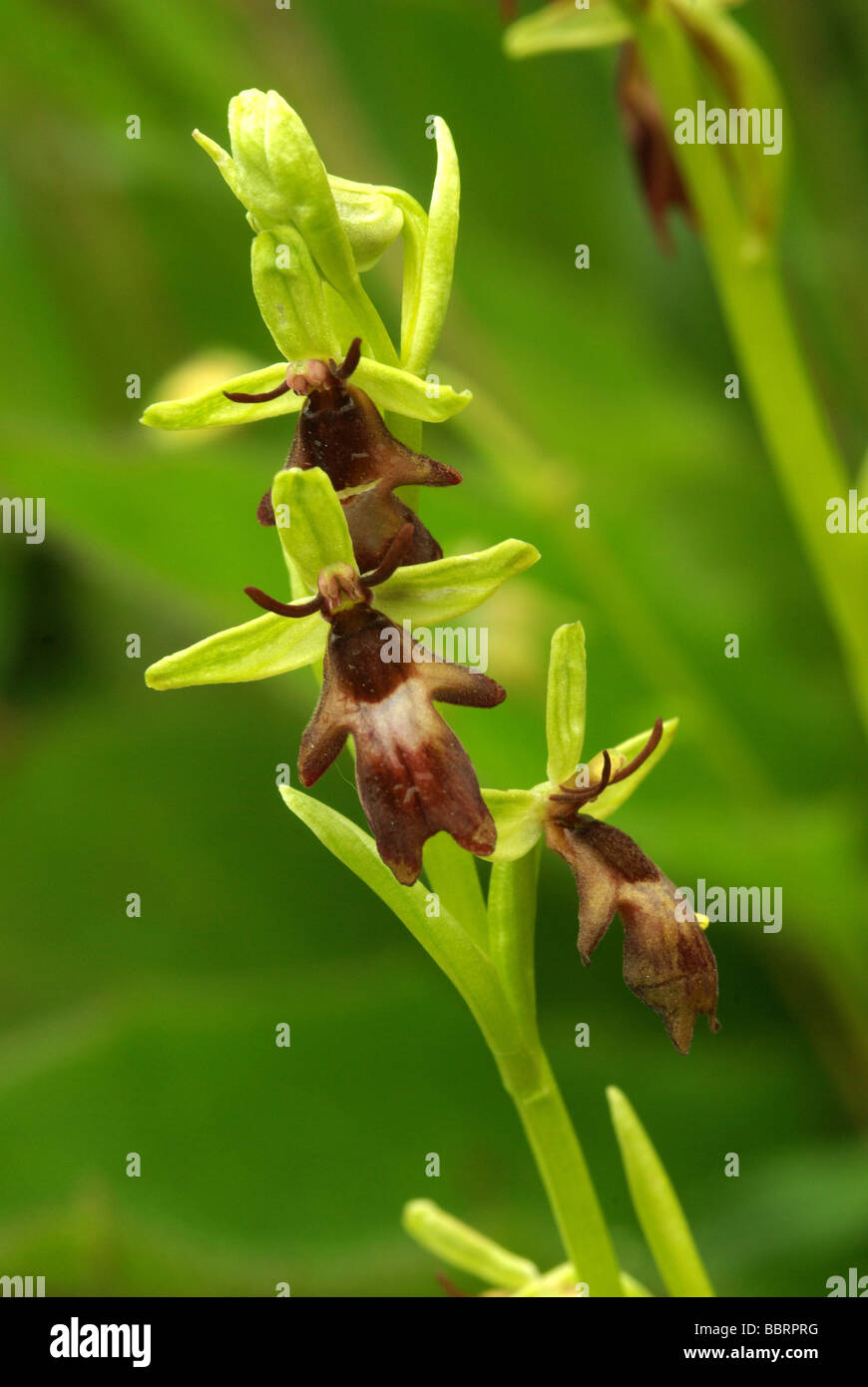 Orchidee - Ophrys Insectifera fliegen Stockfoto