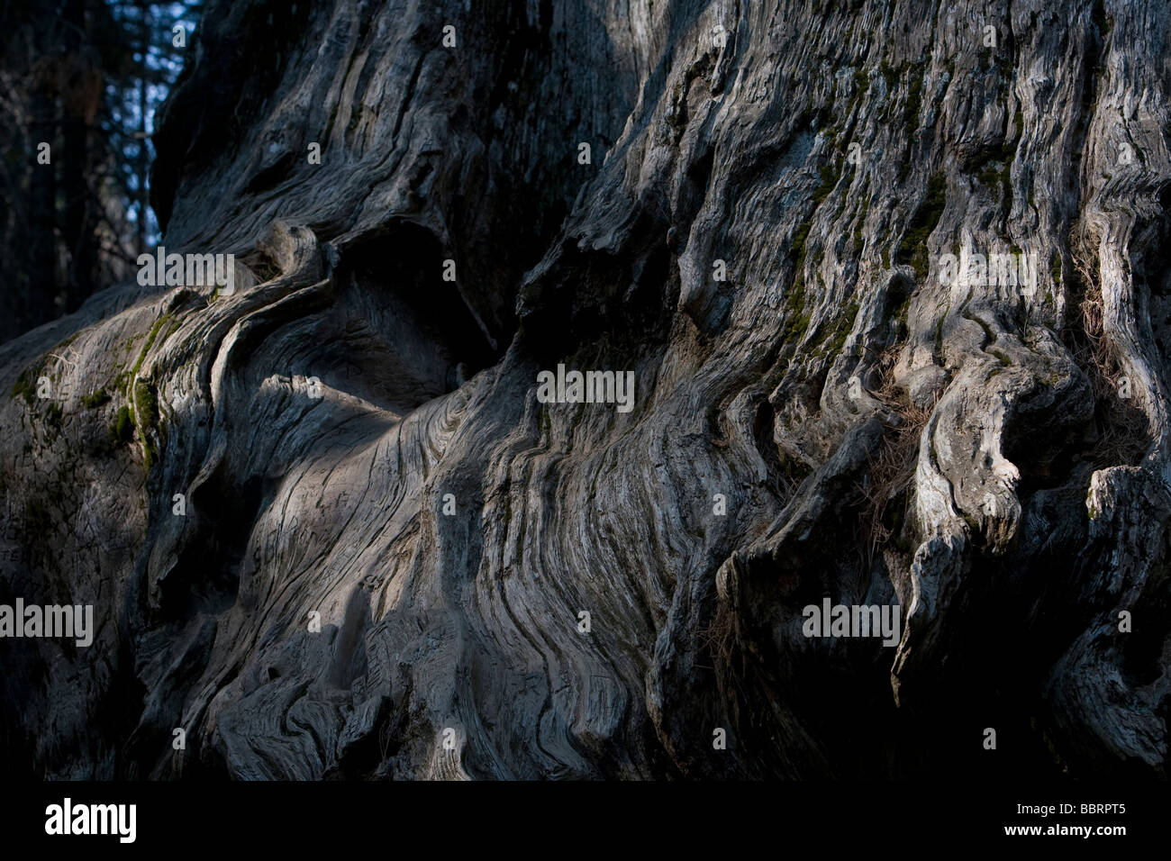 Rinde eines Toten Baumes der Mammutbaum im Yosemite National Park, Kalifornien. Stockfoto